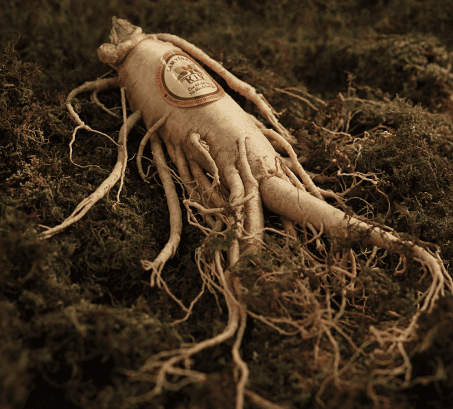 all about ginseng